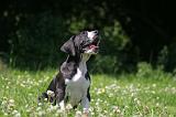 DOGUE ALLEMAND 425